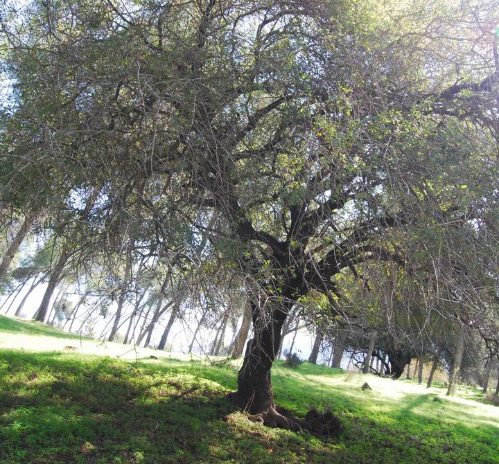 Ma'Alul/Nahalal: ancient tree near cemetery