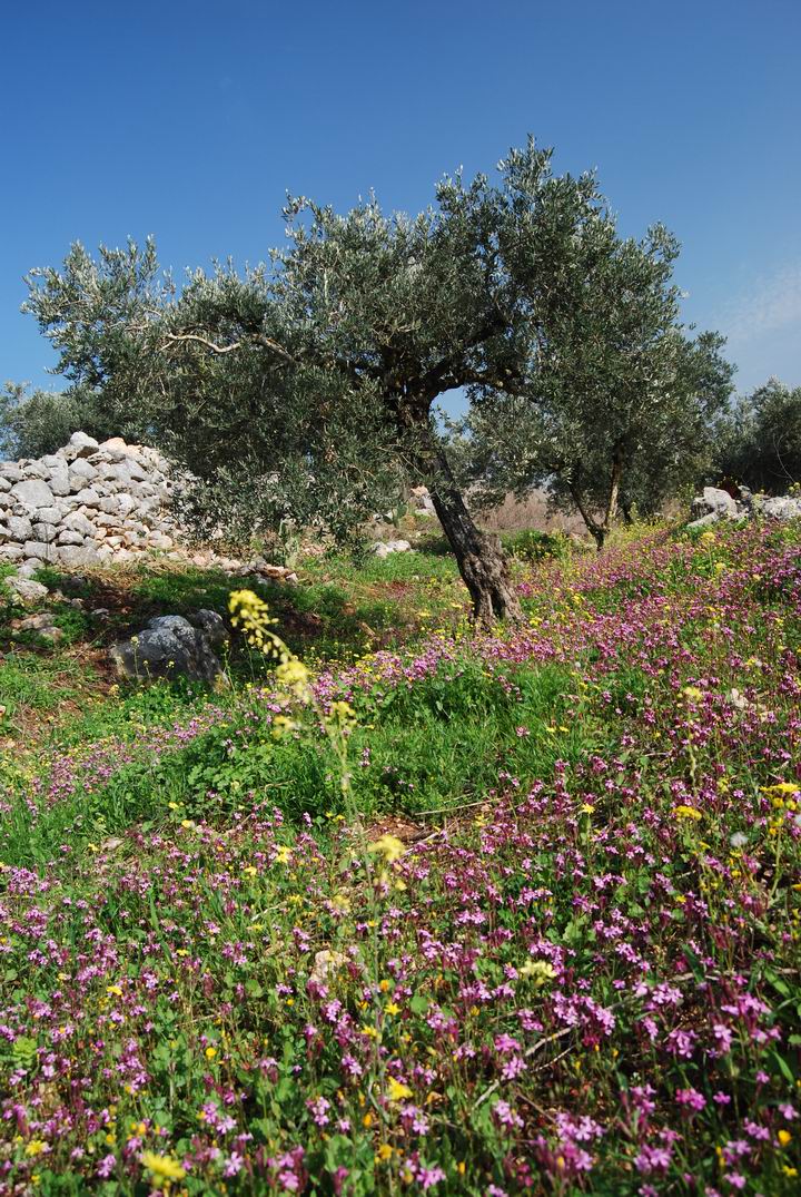 Hurvat (Khirbet) Mehoz : olive trees and wild flowers