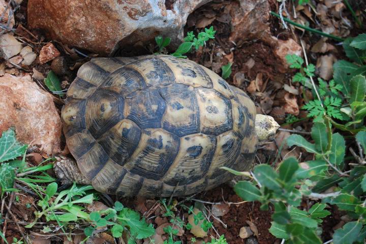 Khirbet Heskek: turtle
