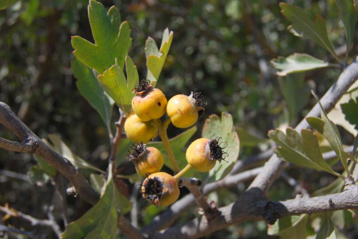 fruits of Uzrar Kotzani - Spiny Hawthorn 