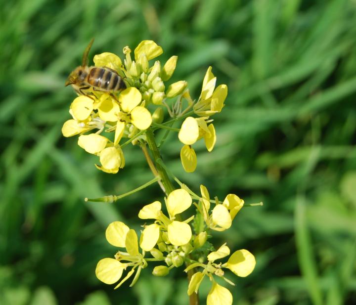 Tell Zavat: Wild mustard and bee 