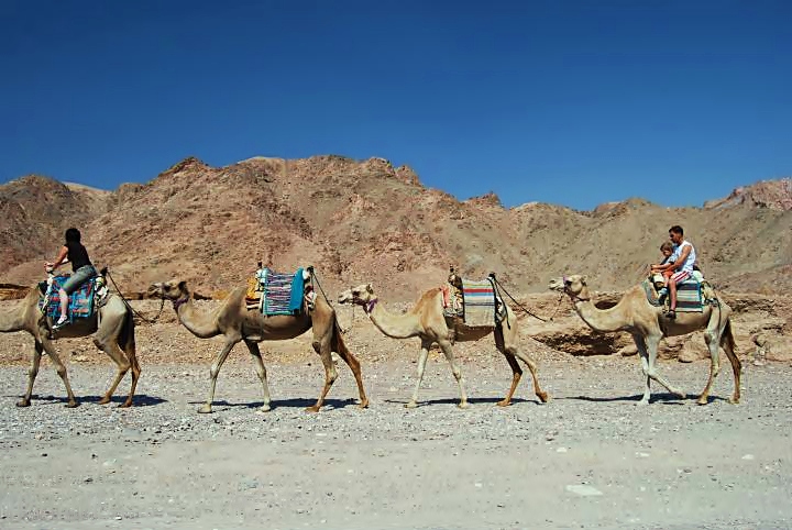 Eilat mountains - camel rides