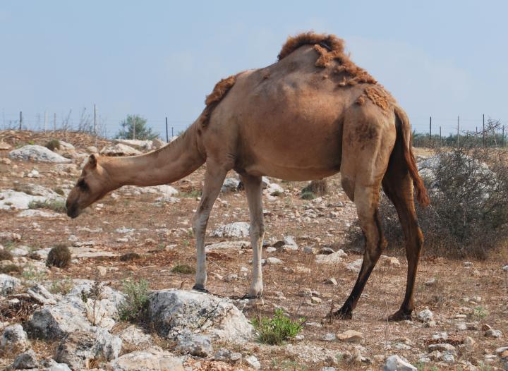 Camel (Gamal in Hebrew) in Zarzir